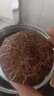 广州酒家鸡肉蘑菇包337.5g*2袋 18个 儿童早餐半成品包子速冻速食面点生鲜 实拍图