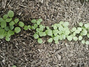 润本植物精油贴60片×2袋儿童成人植物精油贴组合装卡通款+恐龙款 实拍图