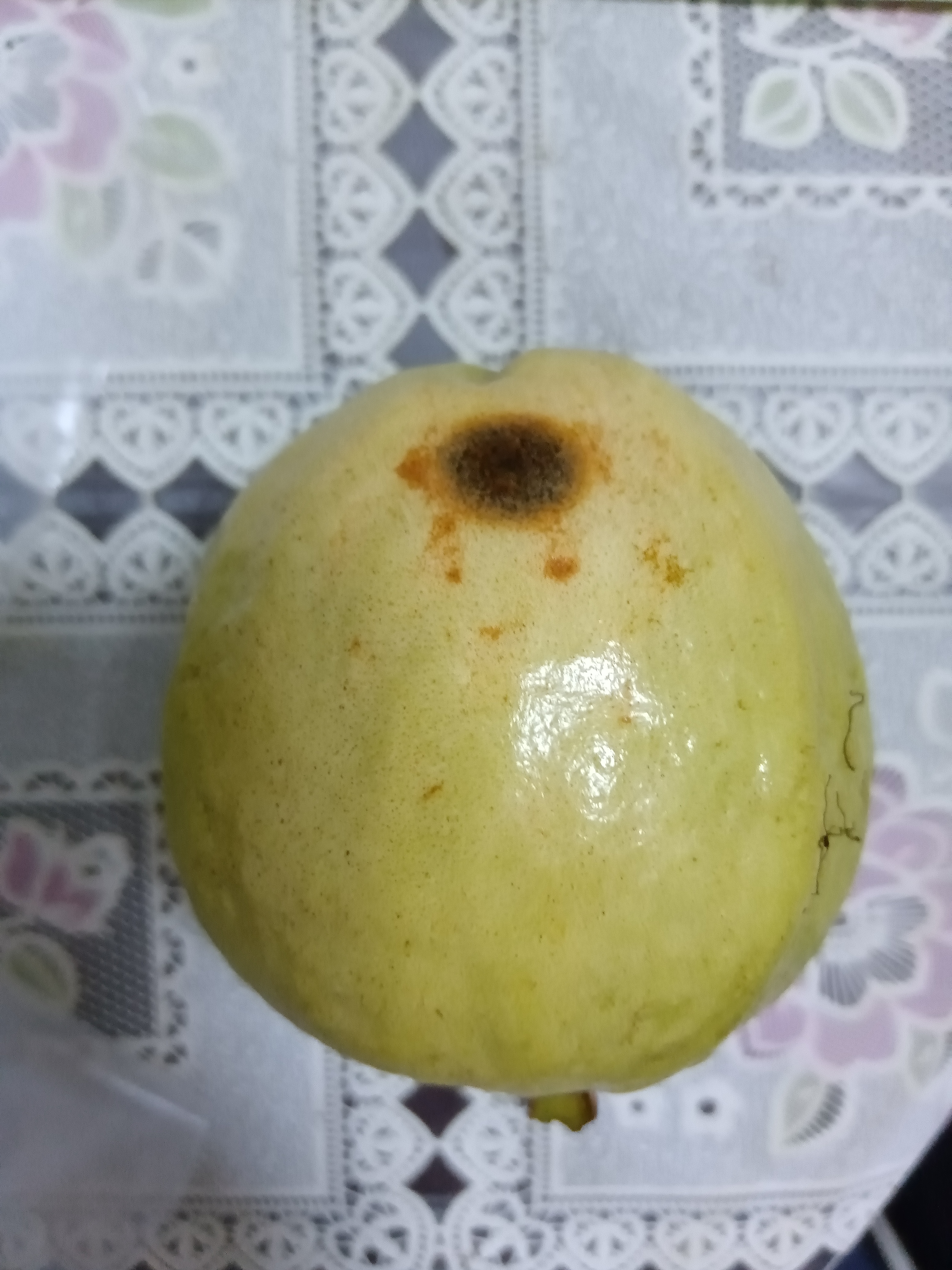 京喜加正宗广东产红心芭乐水果新鲜包邮低糖软糯鸡屎果巴乐胭脂红番石榴 草莓红心芭乐（2个装） 实拍图