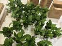 京东绿植绿萝盆栽除甲醛花卉绿植办公室新房净化空气110款10盆装源头直发 实拍图