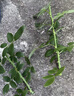 爱丽思（IRIS）Deepot花盆加厚树脂控根圆口绿萝绣球月季多肉发财树塑料加仑花盆 9号浅绿色(口径约30cm)约12L 实拍图