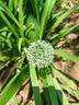 骆驼（CAMEL）【清风】登山杖户外徒步爬山轻便携伸缩登山装备铝合金拐杖 实拍图