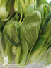 上海青约500g(油菜) 实拍图