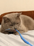 WEYES冻干鸡小胸500g桶装宠物猫狗零食肉干营养高蛋白适口性好 实拍图