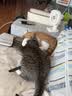 LEGENDSANDY蓝氏 全价猫粮成猫幼猫生骨肉冻干粮 猎鸟乳鸽系列兔肉口味1.5kg 实拍图