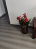 九千谷 鸿运当头0.8-1米红掌大型绿植盆栽 家庭客厅开业办公摆放室内家用卧室客厅桌面种植养花花盆花卉8781 晒单实拍图