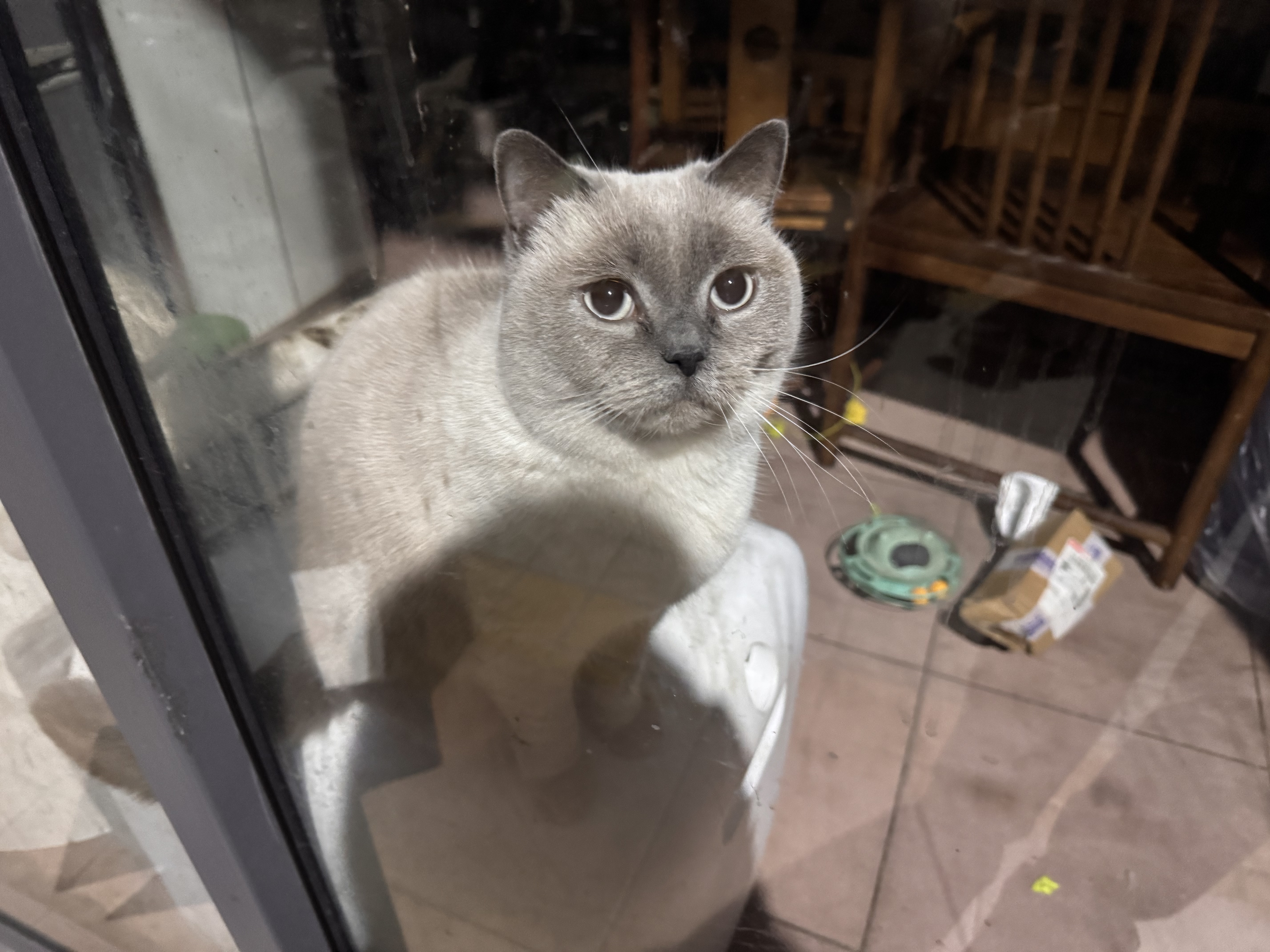 妙多乐猫粮成猫10kg 全价猫粮均衡营养大蓝袋 实拍图