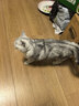 顽皮小金盾猫粮100%鲜肉成猫1.8kg 鸡肉【欧阳娜娜推荐】新老随机发货 实拍图