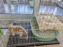 憨憨宠猫笼折叠猫笼子大号猫别墅加粗加密双层猫舍猫窝宠物猫咪用品家用 白色 700双层 实拍图