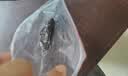 参王朝 大连底播淡干海参干货辽刺参海鲜水产礼盒 7A 实惠装9年 500g*1盒 50-70头 实拍图