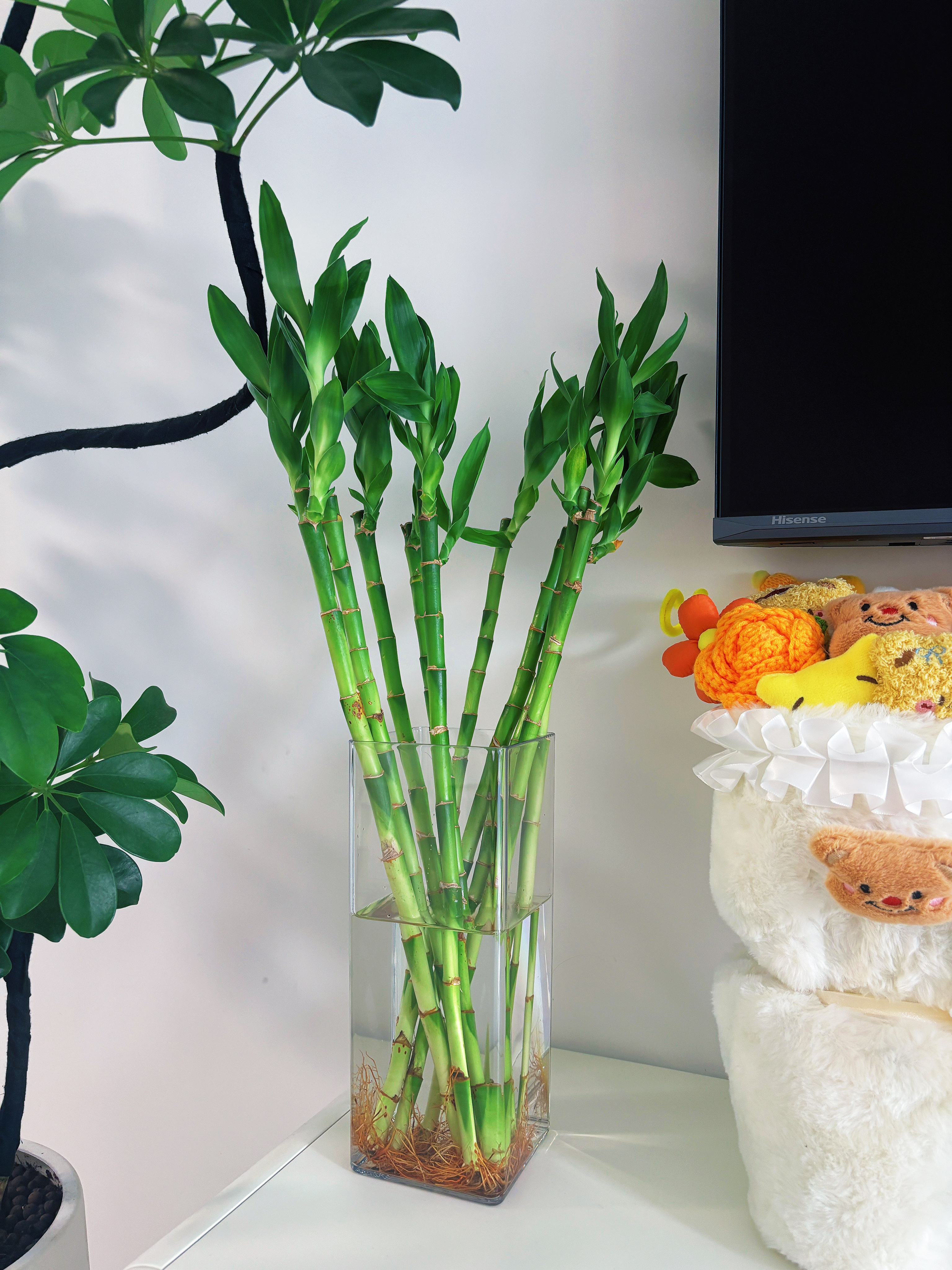 京东鲜花亚克力防摔花瓶插花水养富贵竹透明方形直筒鲜花装饰客厅装饰摆件 实拍图