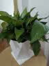 京东绿植绿萝盆栽除甲醛花卉绿植办公室新房净化空气180菱形3盆源头直发 实拍图