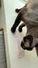 帕特猫条猫零食飞鱼籽猫条猫咪补水解馋成幼猫零食湿粮牛肉10g*6支 实拍图