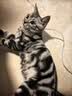 Orijen渴望猫粮 成猫幼猫粮 全价通用无谷原味鸡肉进口5.4kg效期26/12 实拍图