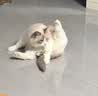 冠能猫粮成猫猫粮三文鱼味7kg 全价猫粮 稳固免疫 适口性强 实拍图