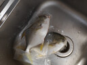 环球水产南海金鲳鱼净重700g/2条BAP认证深海鱼类海鲜家庭聚餐 实拍图