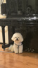petlimit狗狗胸背带牵引绳泰迪金毛中小型宠物用品幼犬遛狗链子 青桔M 实拍图