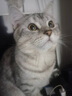 WEYES冻干鸡小胸500g桶装宠物猫狗零食肉干营养高蛋白适口性好 实拍图