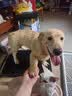 HELLOJOY狗狗厕所大中小型犬专用尿盆宠物防踩屎定点上厕所神器便盆托盘 实拍图