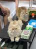 吉列维纳斯刮毛刀  私护专研1刀架2刀头 腋下私处脱毛刀刮毛女士专用  实拍图