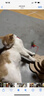 欢宠网猫抓柱猫抓板猫爬架猫玩具猫咪立式剑麻自嗨解闷神器猫猫小猫幼猫 实拍图