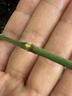 史丹利玫瑰花月季花专用土营养土扦插土壤土月季土种植土泥炭花土10L 实拍图