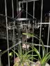佳帮手袜子晾衣架不锈钢衣服架多夹子晾晒架24夹头 多功能内衣防风袜夹 实拍图