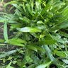 英氏（Engnice）英氏婴幼儿牛肉泥120g婴儿辅食肉泥宝宝肉类辅食蔬菜泥 实拍图