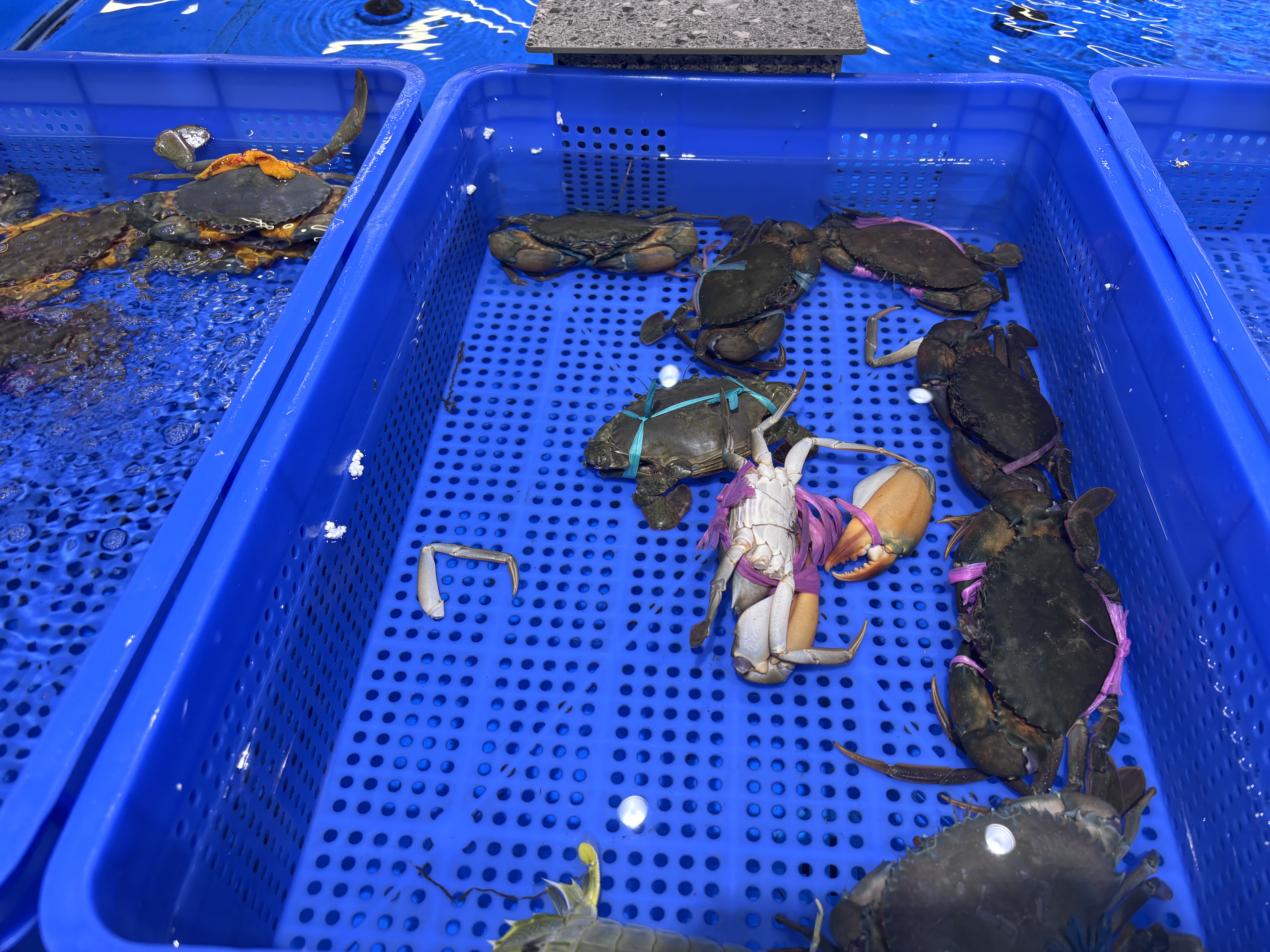 绽家内衣洗衣液200ml葡萄柚抑菌除螨内裤专用去血渍黄渍护手持久留香 实拍图