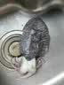 大墨鱼1-9斤鲜活急冻乌贼特大目鱼鱿鱼八爪鱼生鲜食材鱿鱼须海兔 一条大墨鱼 2斤(净重)  ±1至2两 实拍图