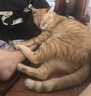 麦富迪猫粮 超肉粒冻干双拼成猫粮美毛护肠胃 三文鱼2kg 实拍图
