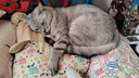 洁珊猫砂膨润土猫砂9L*3包 猫厕所猫砂盆猫沙猫咪用品 9L*3包 实拍图