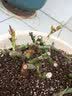 花无痕 玫瑰花苗 当年开花绿植盆栽室内外花卉观花植物庭院阳台蔷薇月季 O冷美人1棵 实拍图