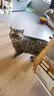 宠非凡低温烘焙兔肉猫粮2.5斤 高蛋白全价猫粮无谷鲜肉成猫幼猫天然猫粮 实拍图