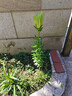 香水百合种球带芽四季开花室内外阳台多头百合耐寒好养 混色【带芽发货】 2个球（实惠） 实拍图