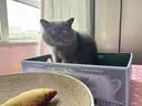 pidan猫砂 豆腐猫砂2.4kg*4包强力吸臭纯猫砂 可冲厕所非膨润土砂 实拍图