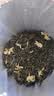 山水西湖茉莉花茶川派茉莉飘雪新茶特级绿茶叶礼盒250g教师节礼物中秋礼品 实拍图