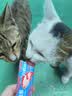 力狼猫条猫咪零食幼猫成猫宠物罐头猫咪汤包湿粮 【100支】五种口味15g*100支 实拍图