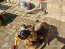 宝路狗粮老年犬狗粮 牛肉味1.8kg全犬种通用老年犬狗粮全价粮  实拍图