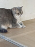 网易严选全价猫粮4.0 成幼猫三文鱼亮毛护肠胃深海鱼虾味10kg【宠物金选】 实拍图