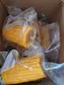 精品黄糯玉米 真空包装 新收粘玉米糯玉米加热即食粗粮代餐 黄金8cm玉米10段 单段130-180g 实拍图