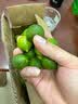 京鲜生 海南小青柠檬青金桔3斤装单果7g+奶茶店专用调味品源头直发包邮 实拍图