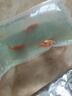 宠小侠精品金鱼观赏鱼鸿运当头金鱼活体鱼缸小鱼冷水鱼招财鱼兰寿丹顶红 混搭金鱼6条【包活5条】5-7cm 实拍图
