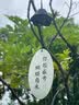 舒蔻尤妮佳1/2省水湿敷棉化妆棉敷脸保湿卸妆棉水疗增量装自营80枚 实拍图