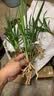 劉閣蘭花兰花苗 香妃 有香味的夏带花苞出售室内外花卉绿植盆栽草观花植物 铁骨金针3苗加盆土肥，说明书 实拍图