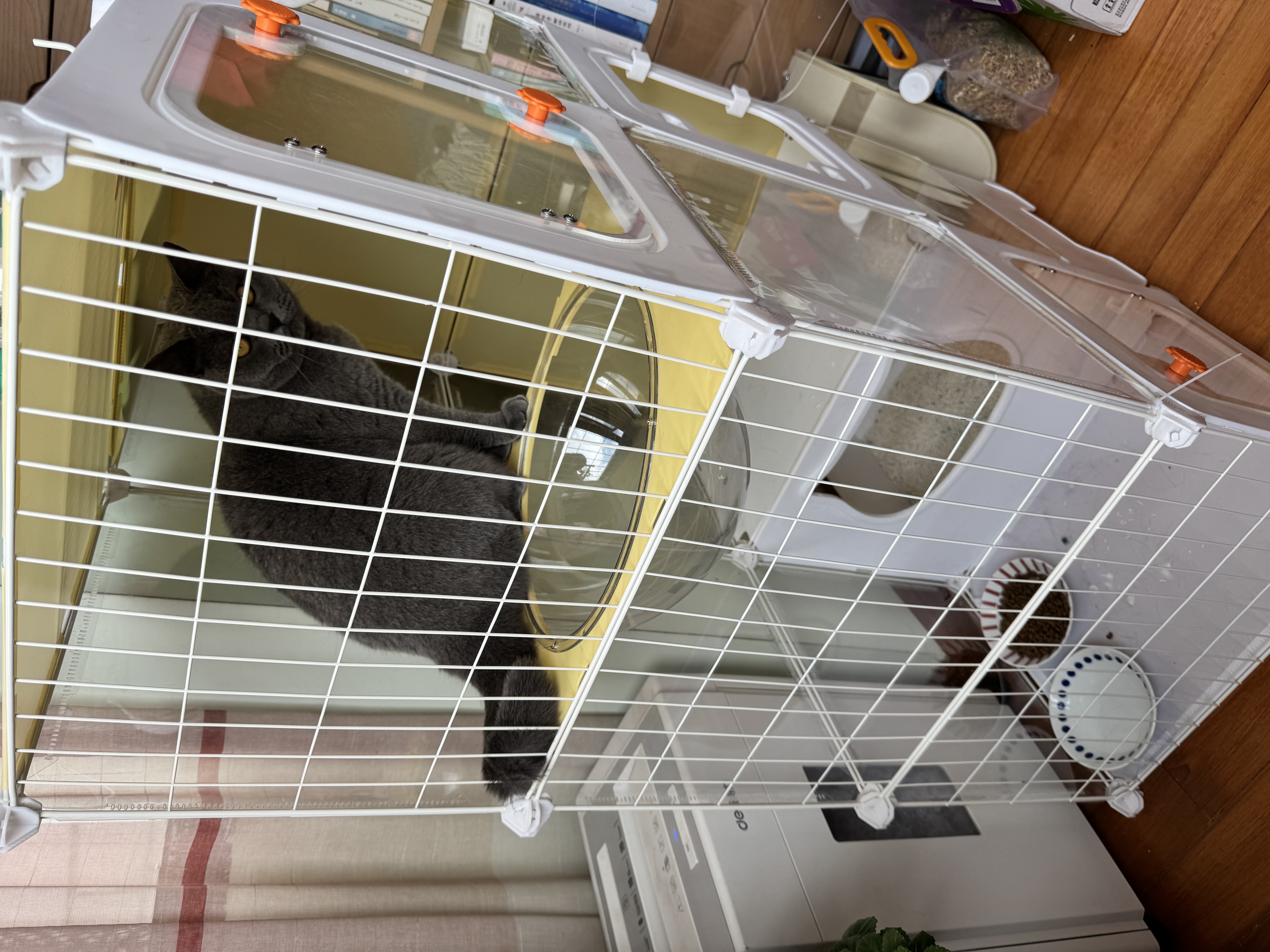 憨憨乐园猫玩具逗猫棒幼小猫猫咪磨牙玩耍耐咬互动自嗨玩具神器宠物用品 实拍图