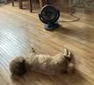 K9软狗粮 老年犬成犬泰迪专用粮半冻干无谷鲜肉犬粮1.5kg/3斤 实拍图
