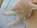 汪野君猫砂盆顶入半封闭猫厕防外溅幼猫成猫猫屎盆猫沙盆带猫砂铲中号 实拍图
