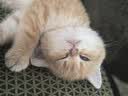憨憨乐园猫指甲剪双孔剪刀宠物猫咪狗狗剪指甲钳子神器指甲刀兔子新手用品 实拍图