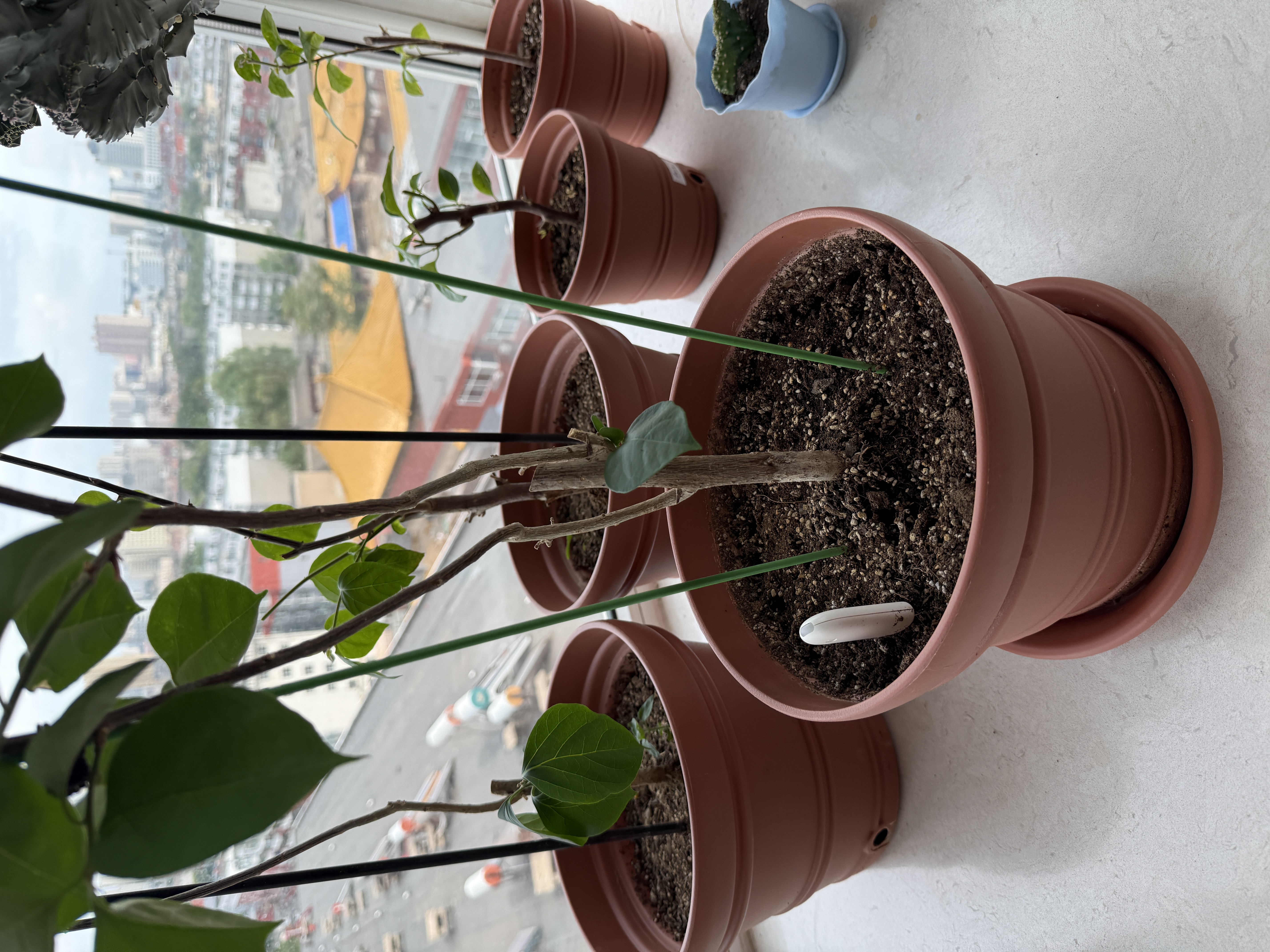 爱丽思（IRIS）特大号圆形花盆种树庭院超大加厚大盆景树木无花果蓝莓果树种植盆 6号茶色 约2L (口径17.9cm) 实拍图
